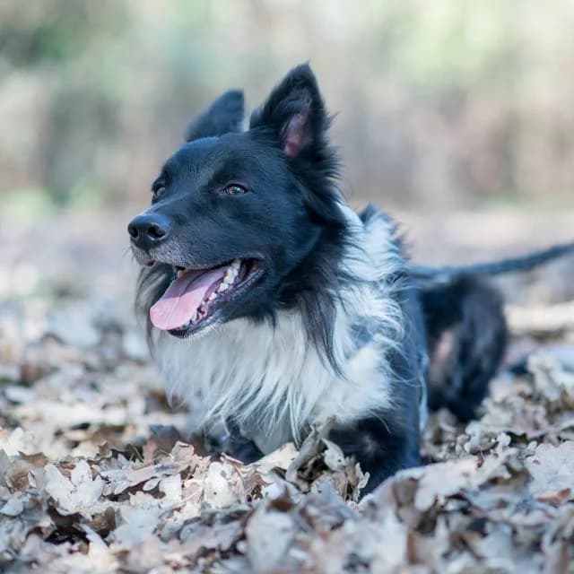 Jack, male puppy Mixed Breed for adoption at SPA de Loire Atlantique, Nantes