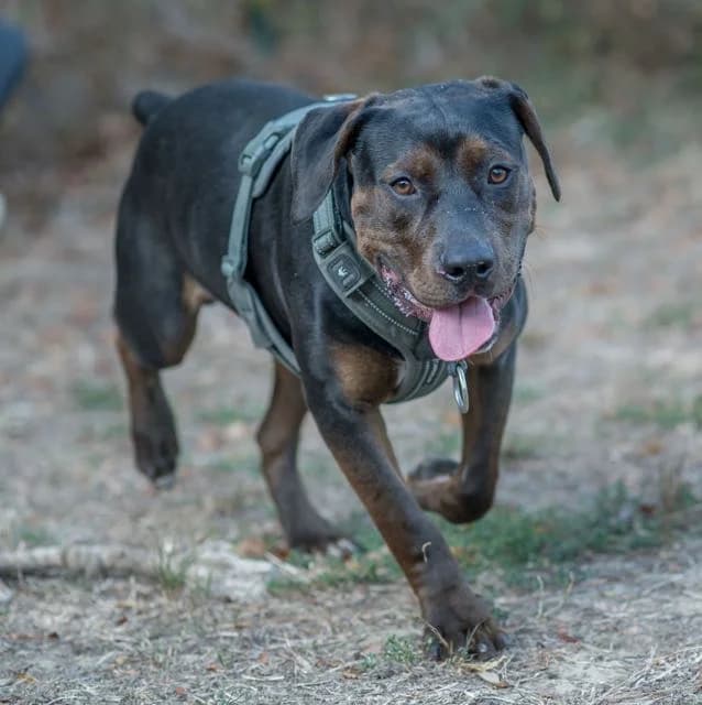 Gannon, male puppy mixed breed for adoption at SPA de Loire Atlantique, Nantes