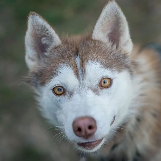 Artemis, female puppy Mixed Breed for adoption at SPA de Loire Atlantique, Nantes