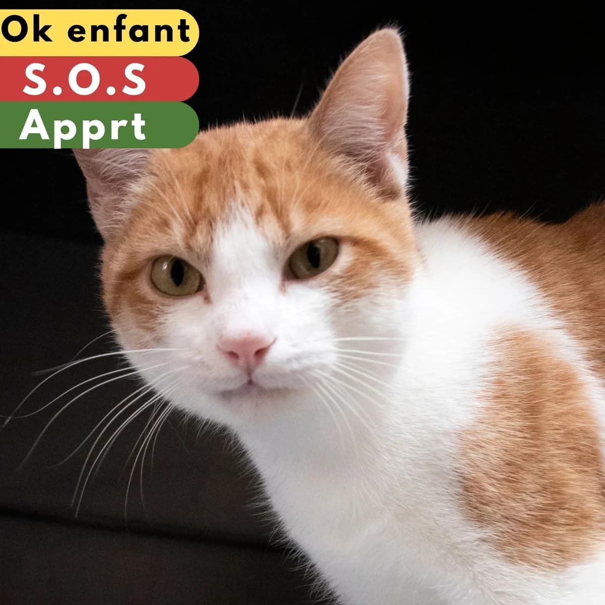 Statham, male young mixed breed for adoption at SPA de Loire Atlantique, Nantes