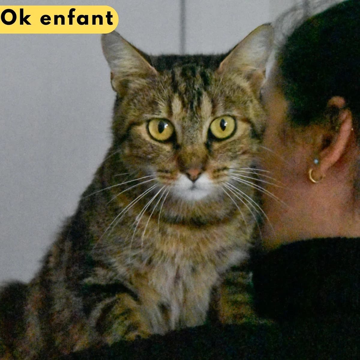 Chantal, female 3yo mixed breed for adoption at SPA de Loire Atlantique, Nantes