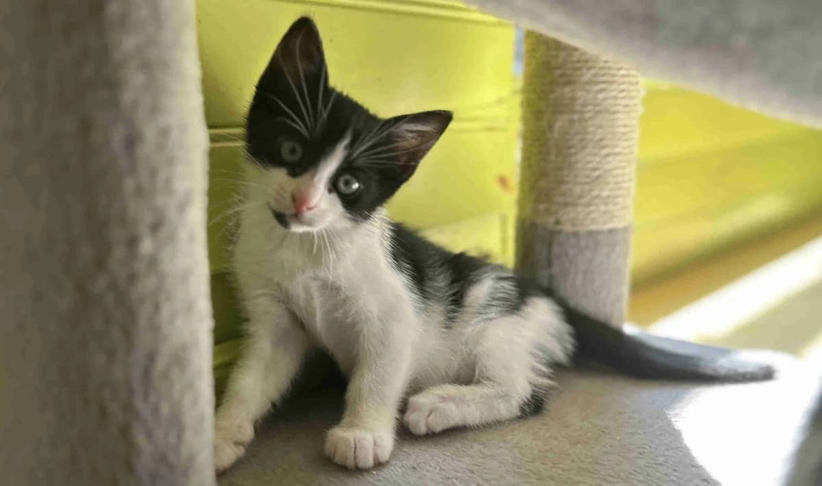 Abby, blanche et noire female European Shorthair for adoption at SPA Lorient, Lorient