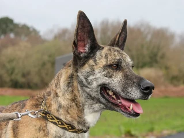 Akira, Bringé female young mixed breed for adoption at SPA Lorient, Lorient