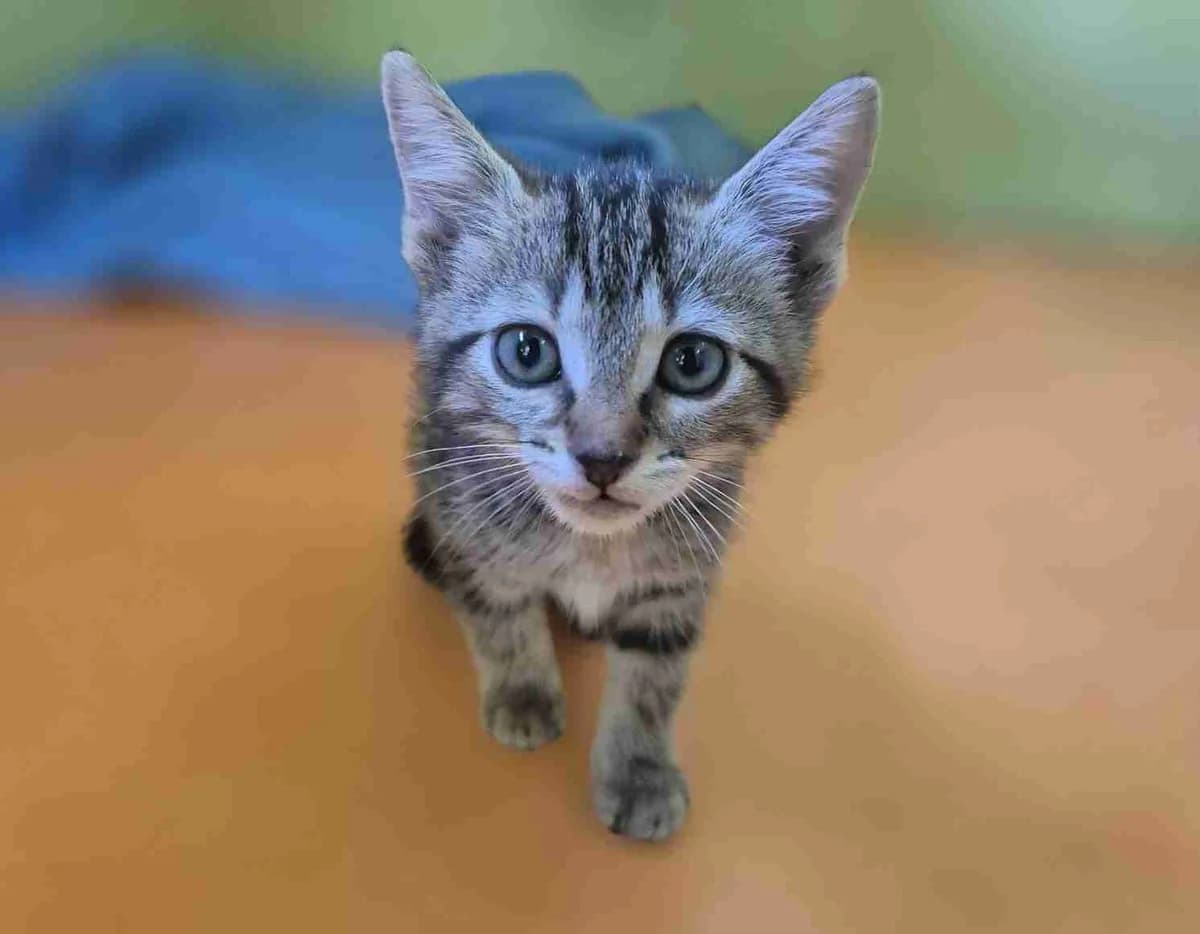 Aska, Tigrée tabby claire female European Shorthair for adoption at SPA Lorient, Lorient
