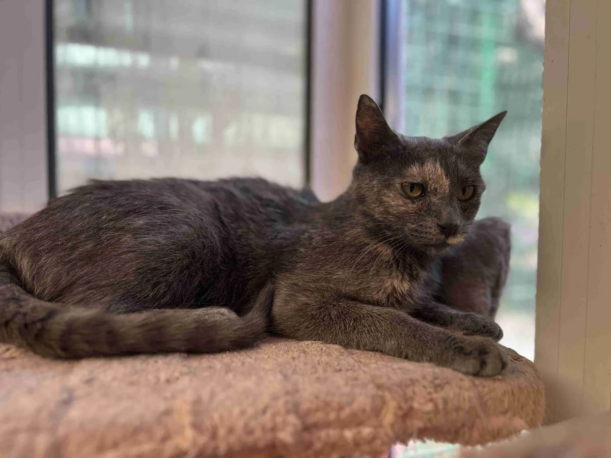 Athena, Grise avec reflets roux female young European Shorthair for adoption at SPA Lorient, Lorient
