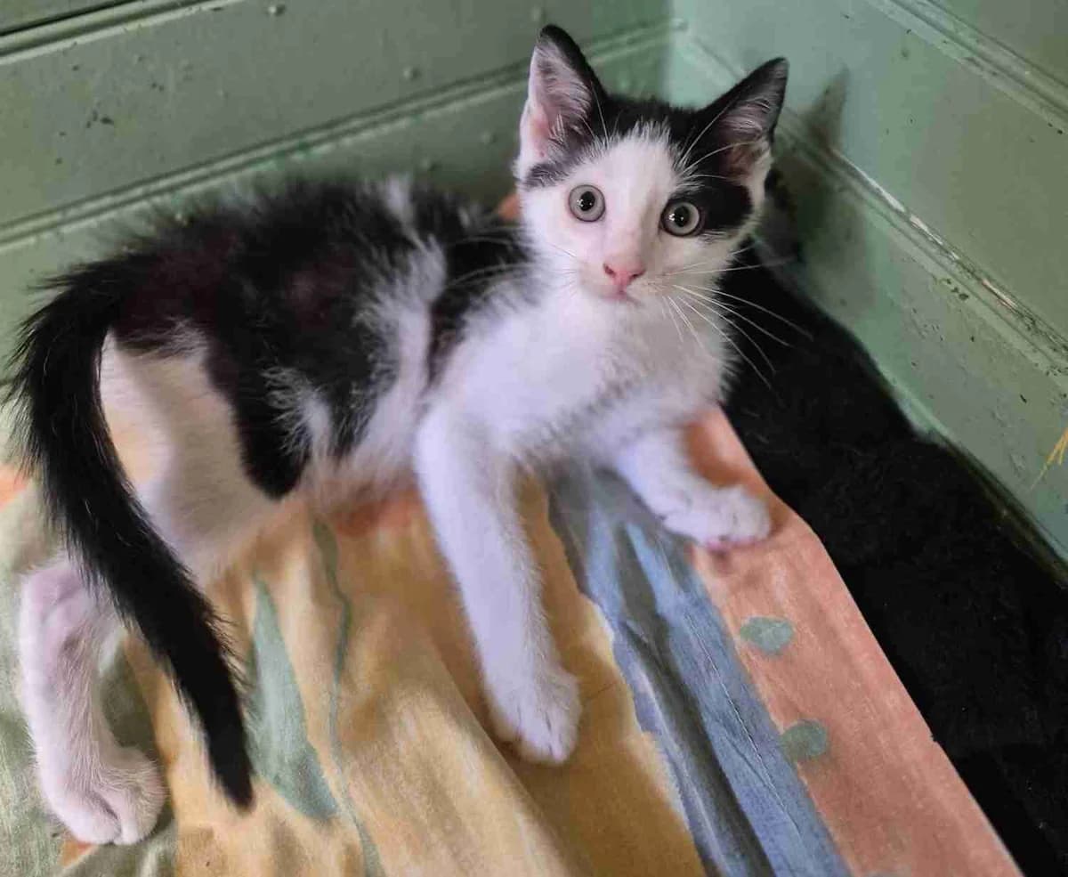 Bambou, blanc et noir male European Shorthair for adoption at SPA Lorient, Lorient