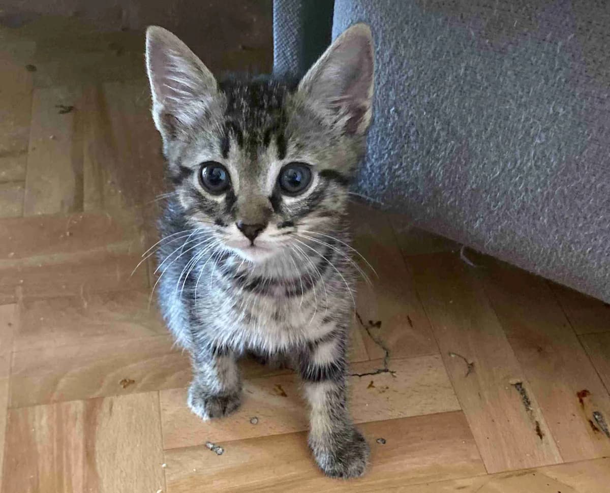 Bazil, Tabby male puppy European Shorthair for adoption at SPA Lorient, Lorient