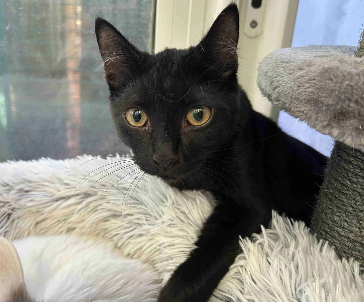 Berlioz, Noir avec tâche blanche au poitrail male young European Shorthair for adoption at SPA Lorient, Lorient