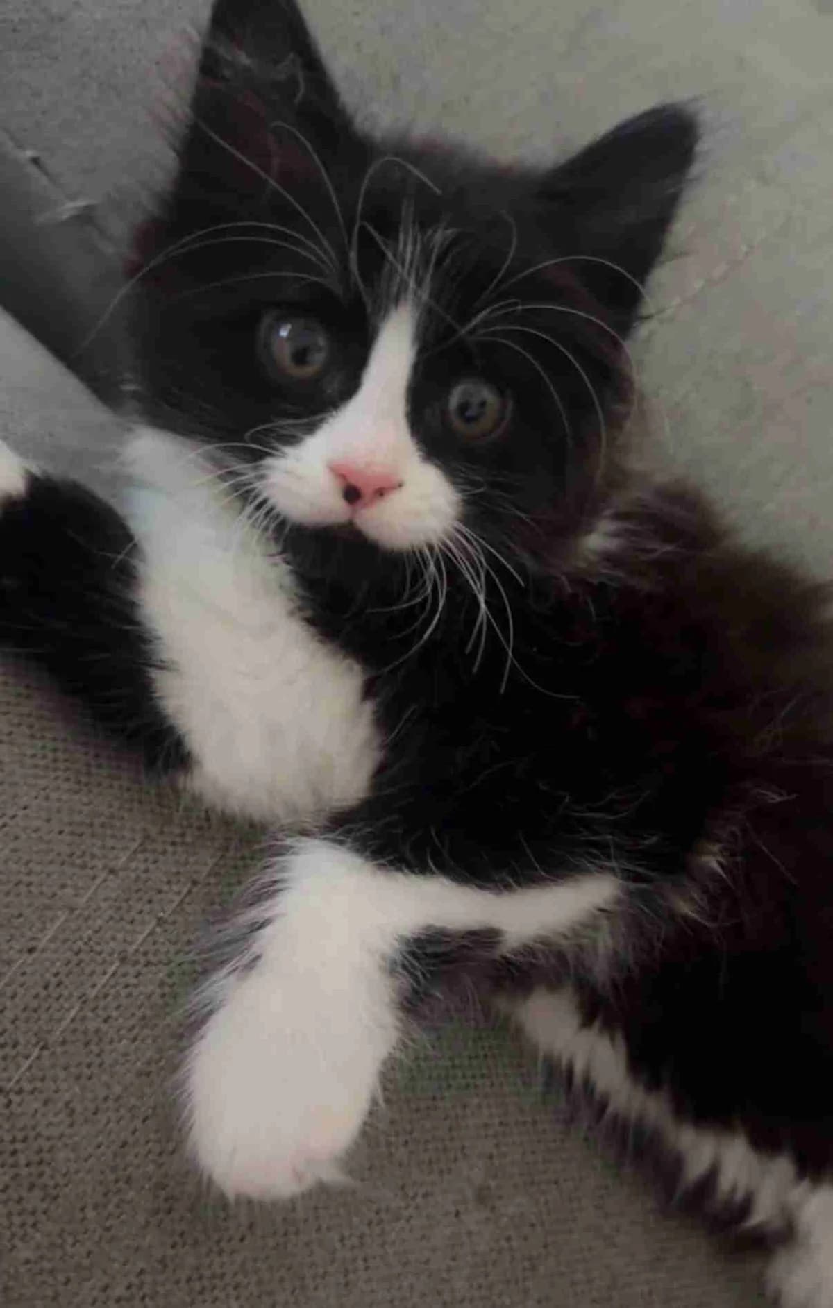Bess, Noir et blanc angora female puppy European Shorthair for adoption at SPA Lorient, Lorient