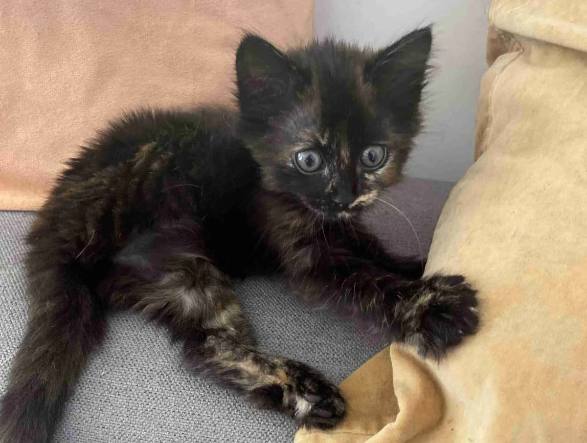 Bessie, Ecaille de tortue female puppy European Shorthair for adoption at SPA Lorient, Lorient