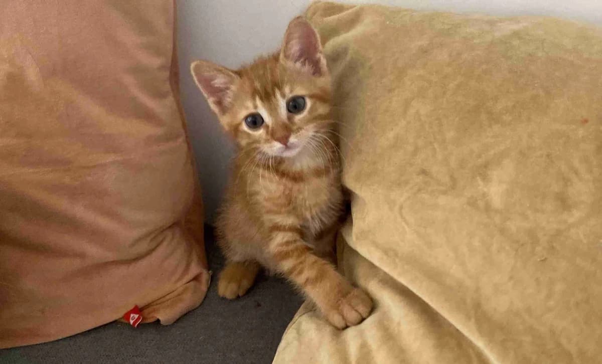 Biscuit, Roux male puppy European Shorthair for adoption at SPA Lorient, Lorient