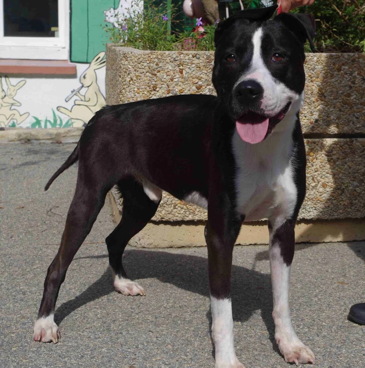 Black, Noir et blanc male 7yo Staffordshire Bull Terrier for adoption at SPA Lorient, Lorient