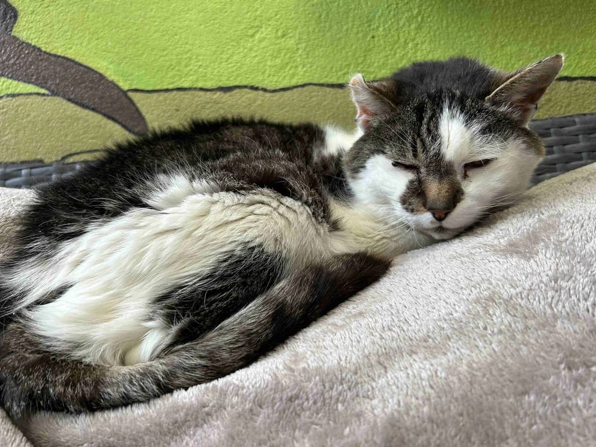 Blue, Mixed Breed for adoption at SPA Lorient, Lorient