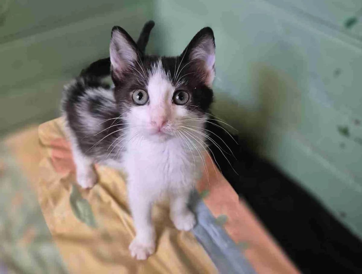Bounty, Blanc et noir male European Shorthair for adoption at SPA Lorient, Lorient