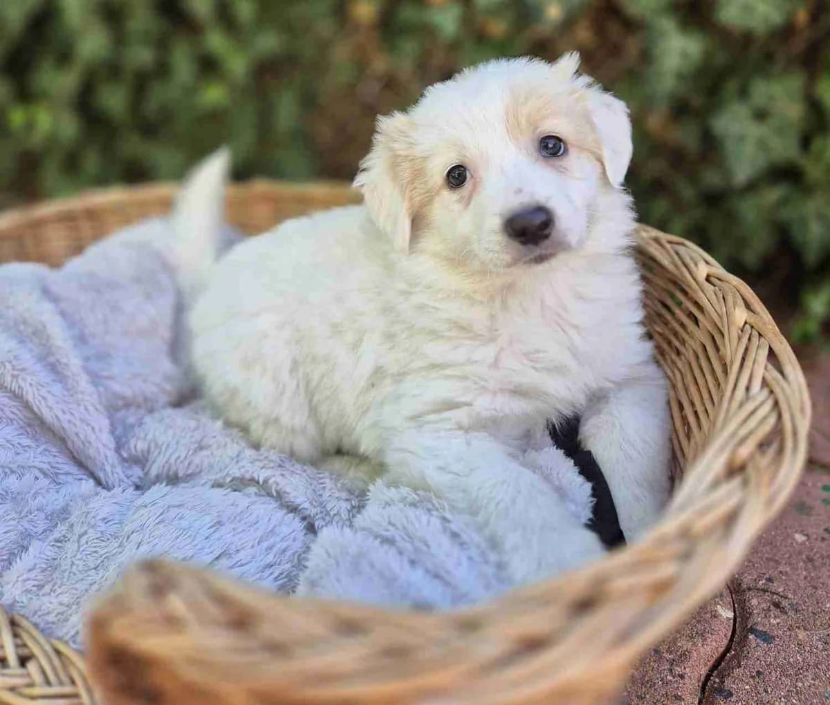 Brioche, Crème female puppy Border Collie for adoption at SPA Lorient, Lorient