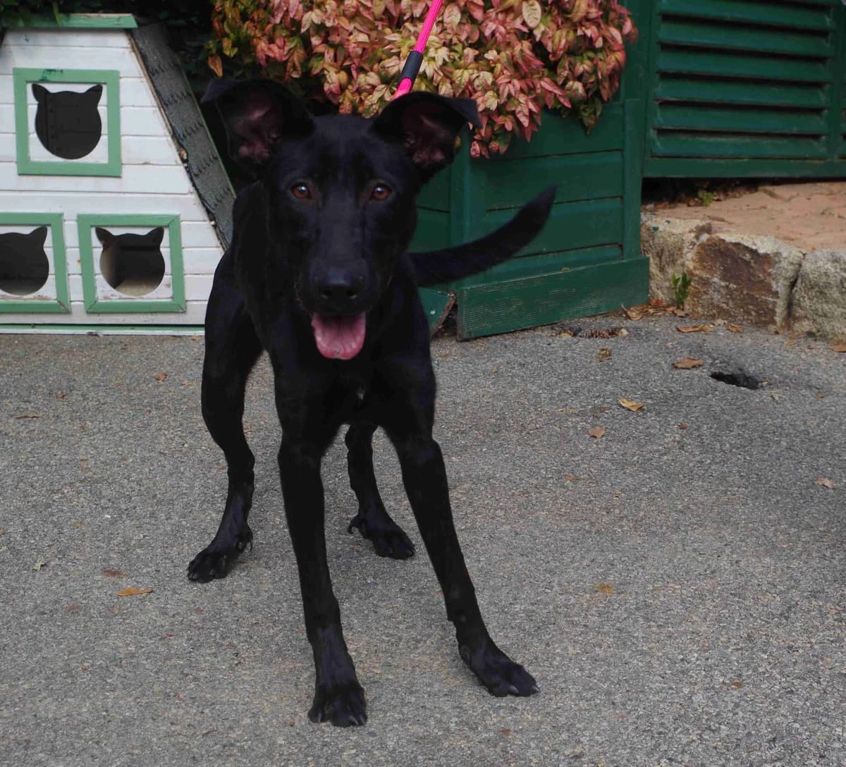 BUFFY, Noire female young mixed breed for adoption at SPA Lorient, Lorient