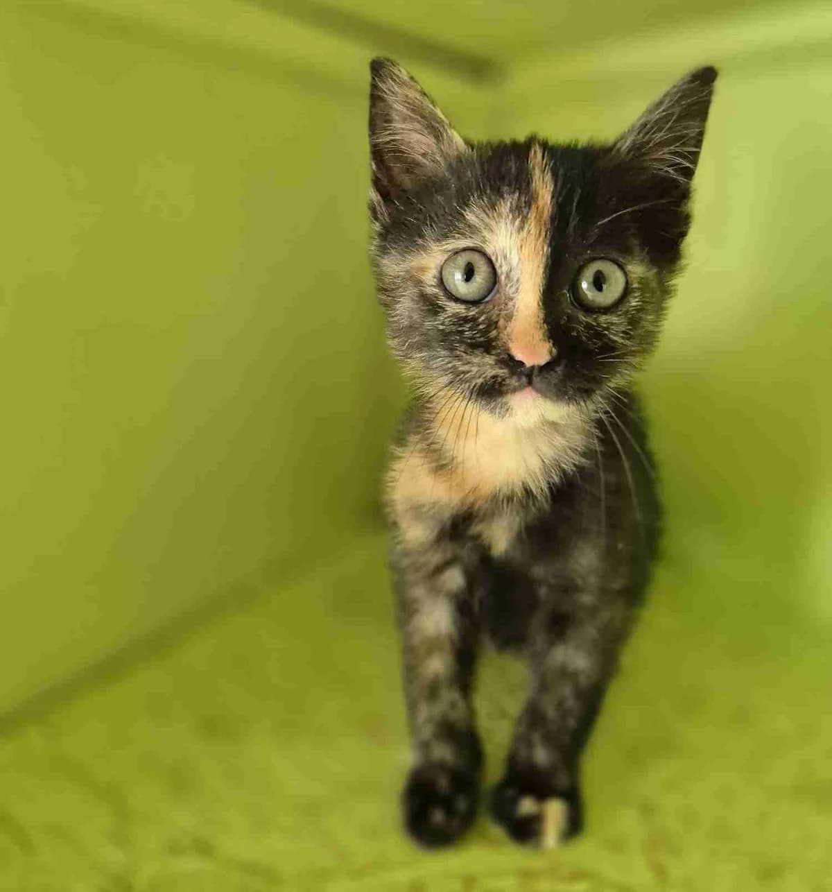 Candy, Ecaille de tortue female puppy European Shorthair for adoption at SPA Lorient, Lorient