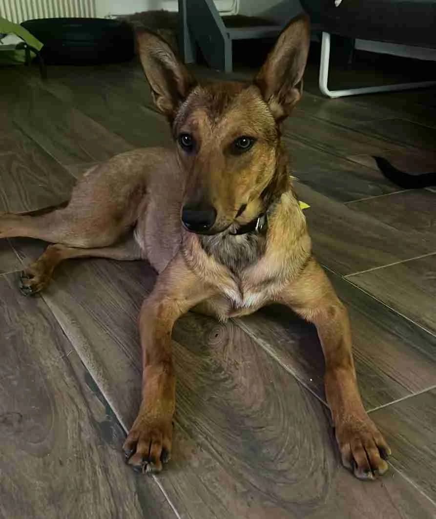 Cerise, Fauve female mixed breed for adoption at SPA Lorient, Lorient