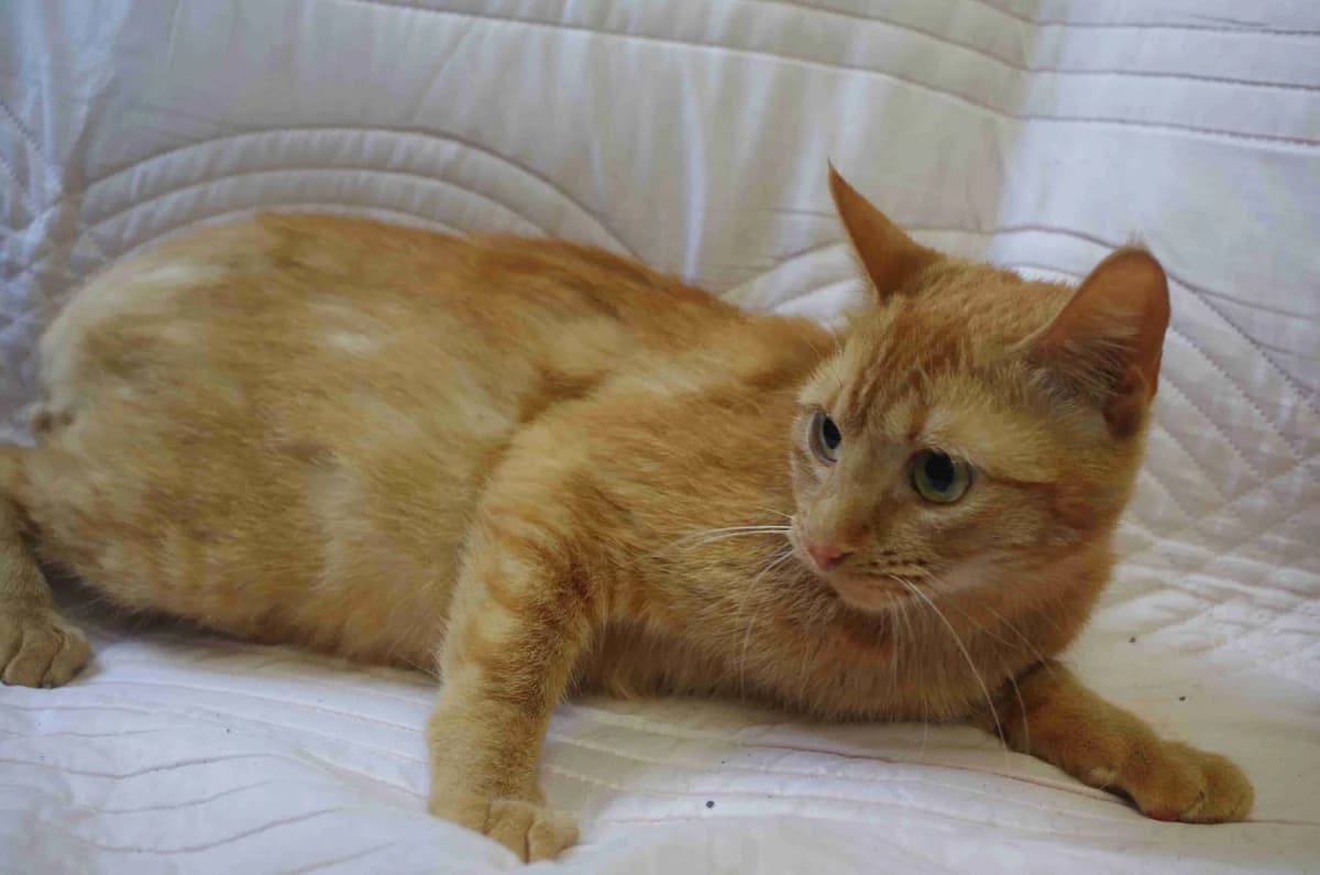 Cheyenne, Rousse claire female young European Shorthair for adoption at SPA Lorient, Lorient