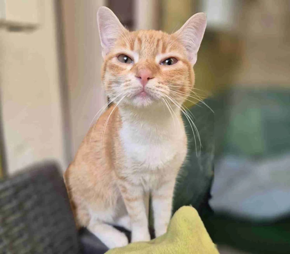 Chouquette, Rousse et blanche female European Shorthair for adoption at SPA Lorient, Lorient