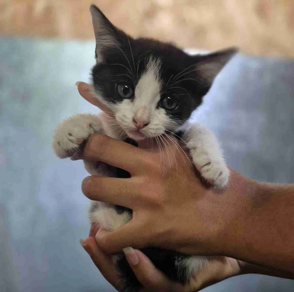 cosmos, Noire et blanche female puppy European Shorthair for adoption at SPA Lorient, Lorient