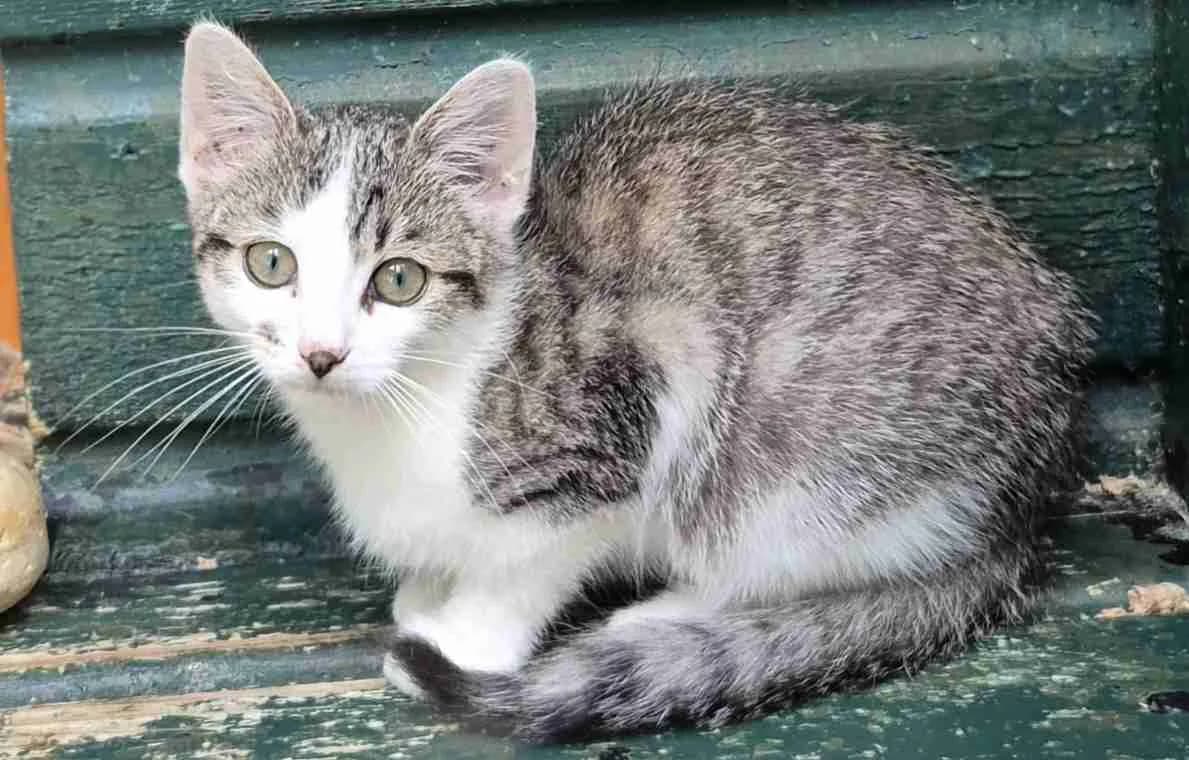 Crunch, Tigré et blanc male European Shorthair for adoption at SPA Lorient, Lorient