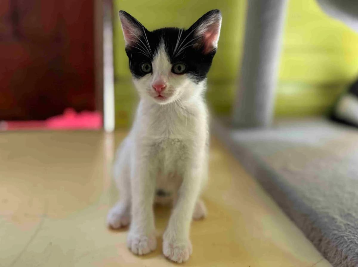 Diago, blanc et noir male European Shorthair for adoption at SPA Lorient, Lorient