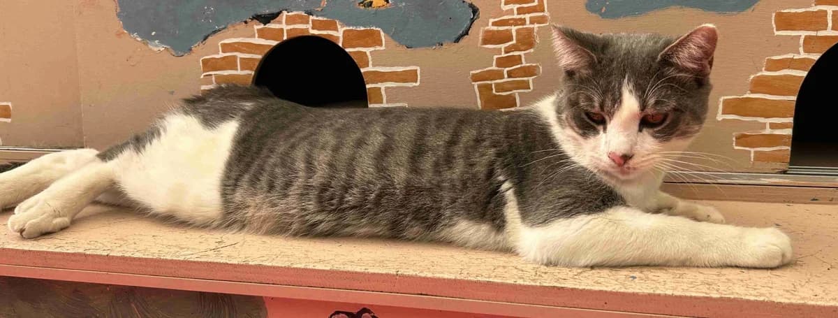 Domino, Gris et blanc male young European Shorthair for adoption at SPA Lorient, Lorient