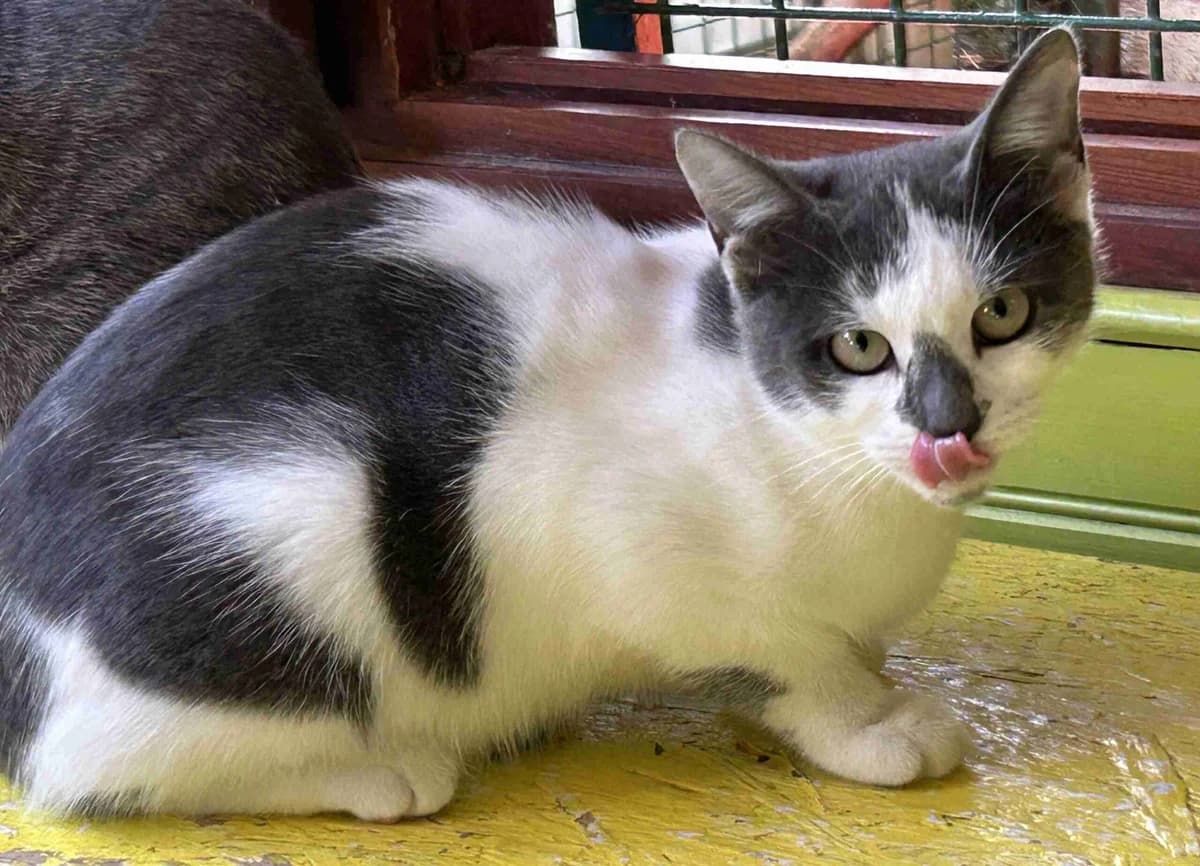 Gladys, Blanche et grise female European Shorthair for adoption at SPA Lorient, Lorient