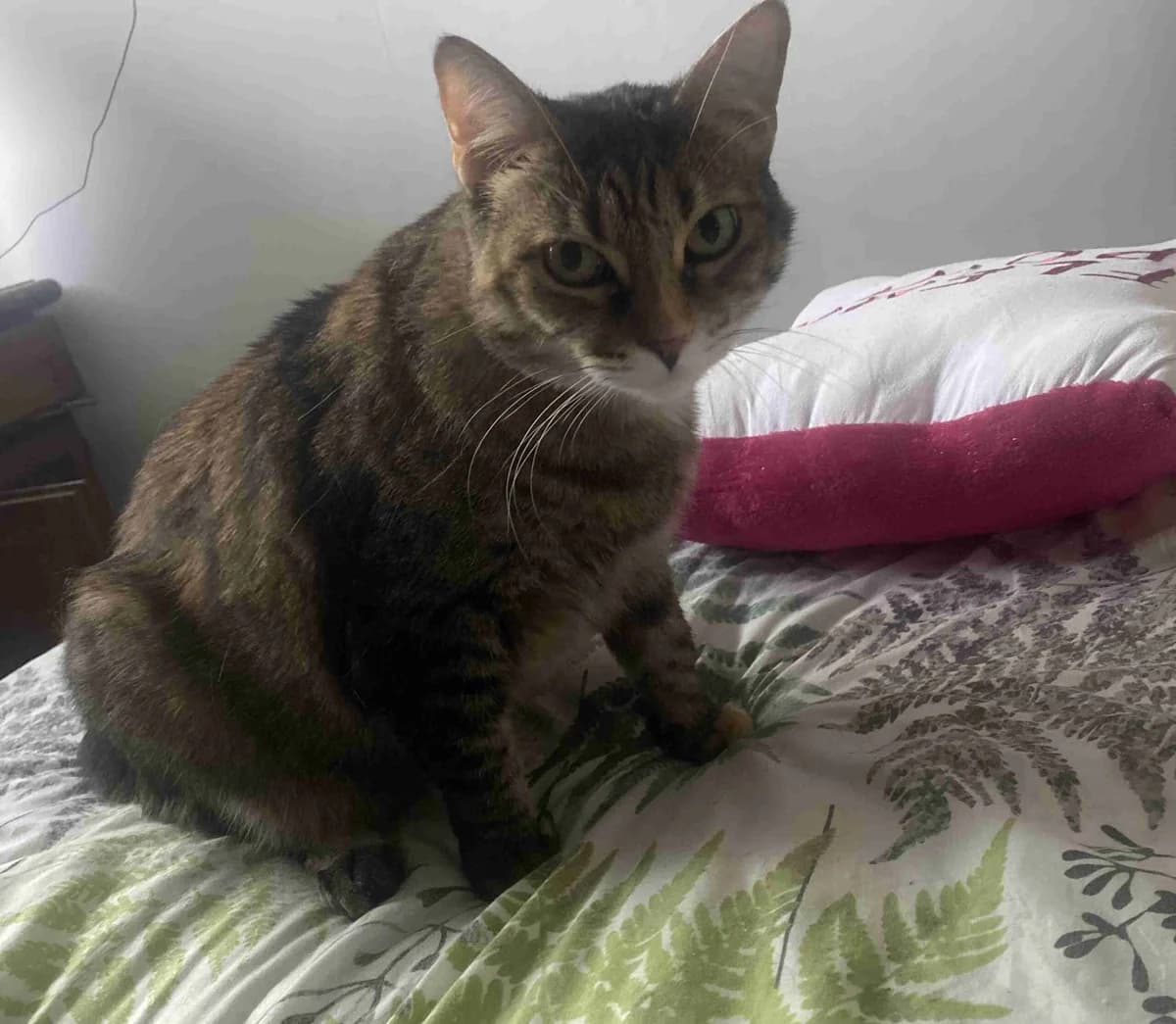 Gomette, Tigrée rousse female European Shorthair for adoption at SPA Lorient, Lorient