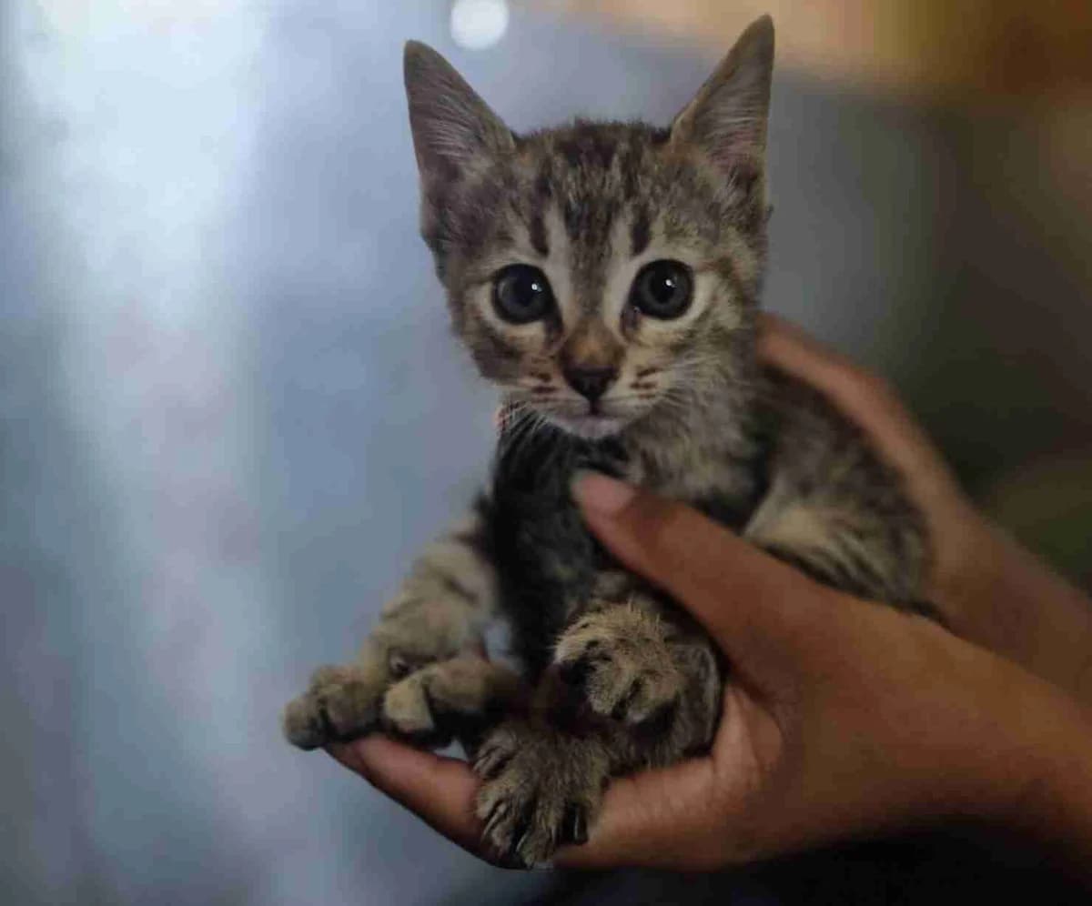 IRIS, Tigrée female puppy European Shorthair for adoption at SPA Lorient, Lorient