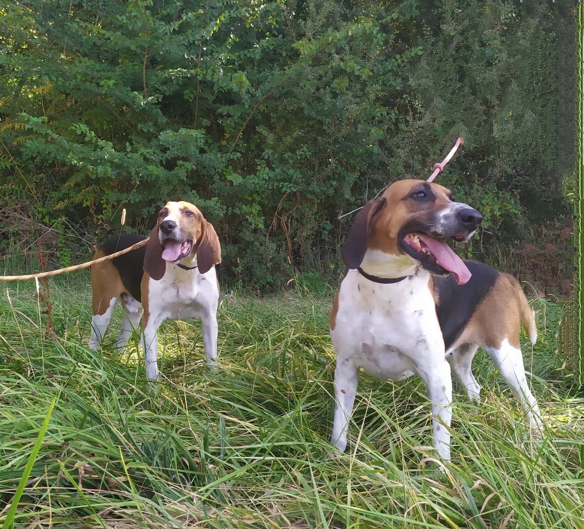 Jerry et Jaïka, Tricolore 5yo mixed breed for adoption at SPA Lorient, Lorient
