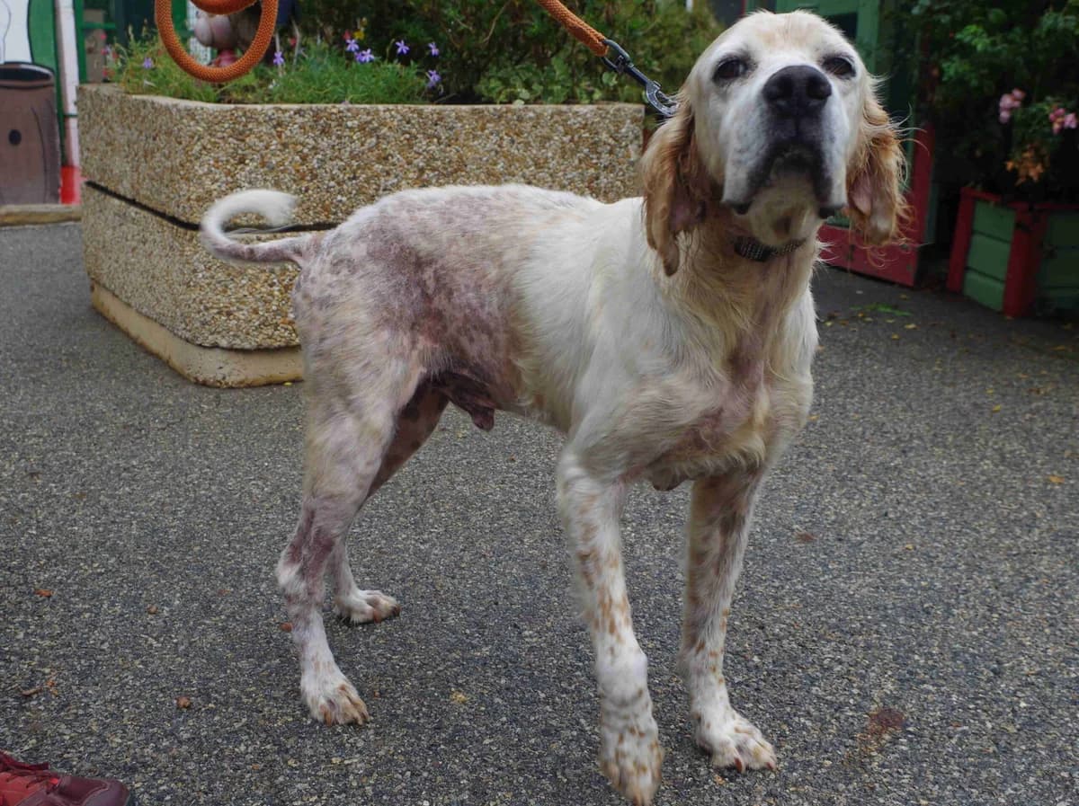 Jubly, Lemon male senior English Setter for adoption at SPA Lorient, Lorient