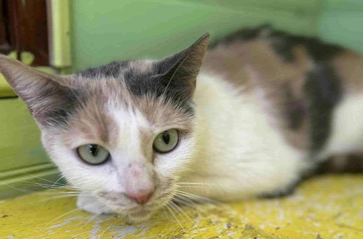 Justine, Tricolore female 3yo European Shorthair for adoption at SPA Lorient, Lorient