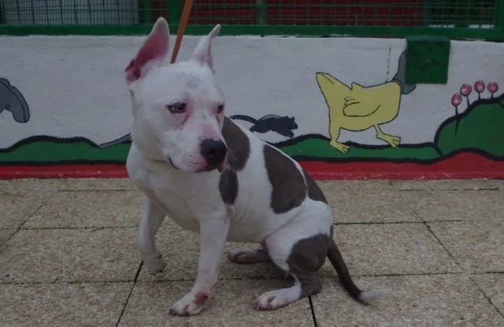 Laïka, Blanche et bleu female senior American Staffordshire Terrier for adoption at SPA Lorient, Lorient