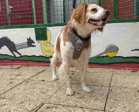 Leyla, Orange et blanche female senior Brittany Spaniel for adoption at SPA Lorient, Lorient
