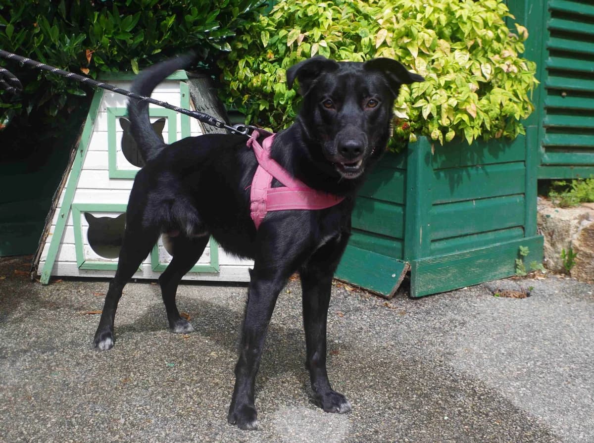 Looky, Noir et blanc male young Labrador Retriever for adoption at SPA Lorient, Lorient