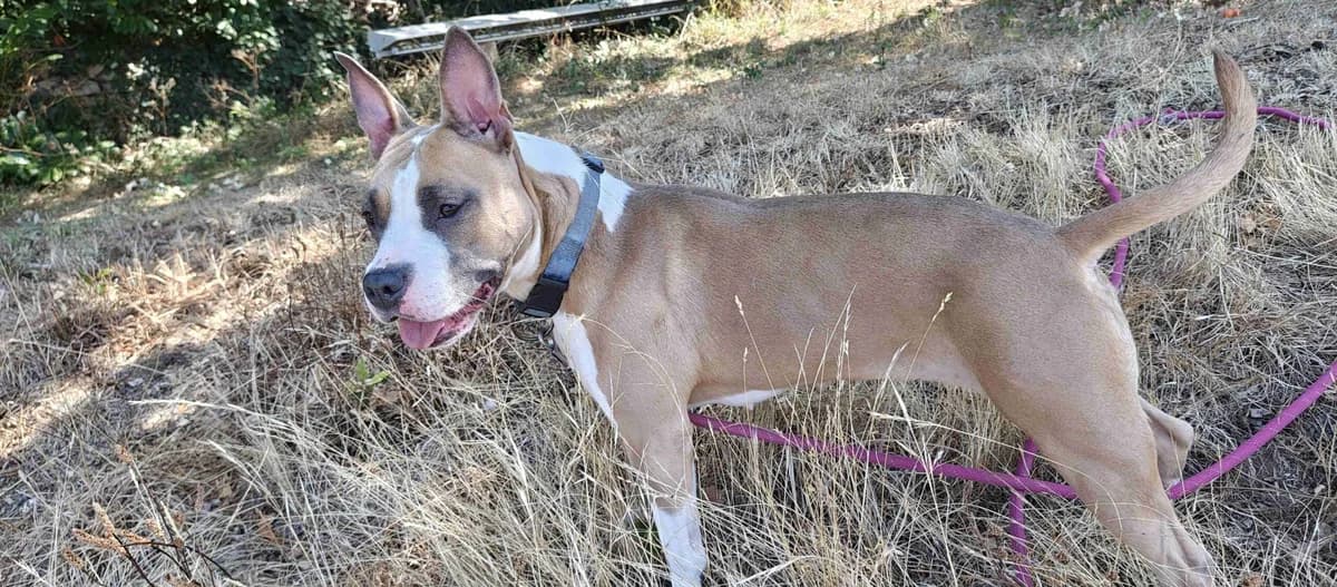 Luna, Fauve et blanche female 3yo Staffordshire Bull Terrier for adoption at SPA Lorient, Lorient