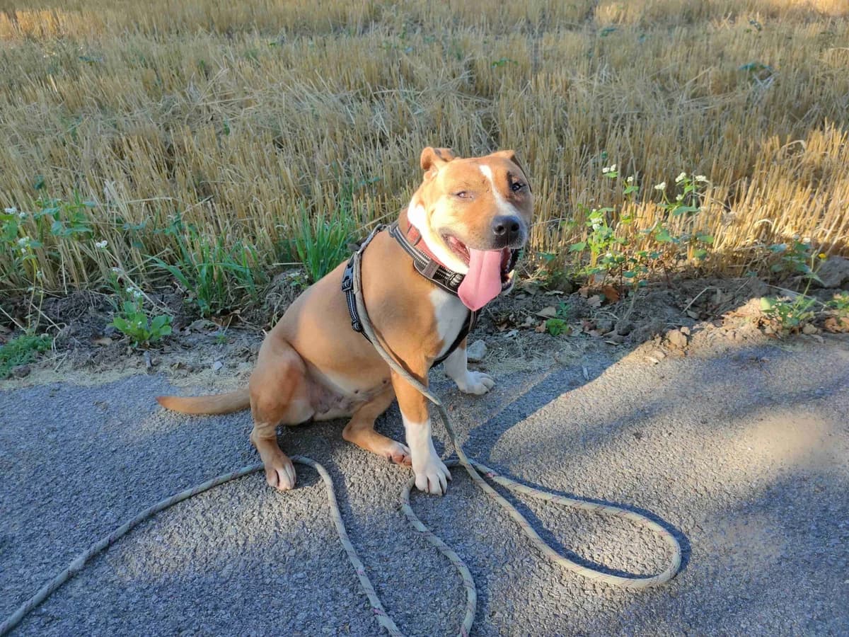Mina, Marron et blanche female 7yo American Staffordshire Terrier for adoption at SPA Lorient, Lorient