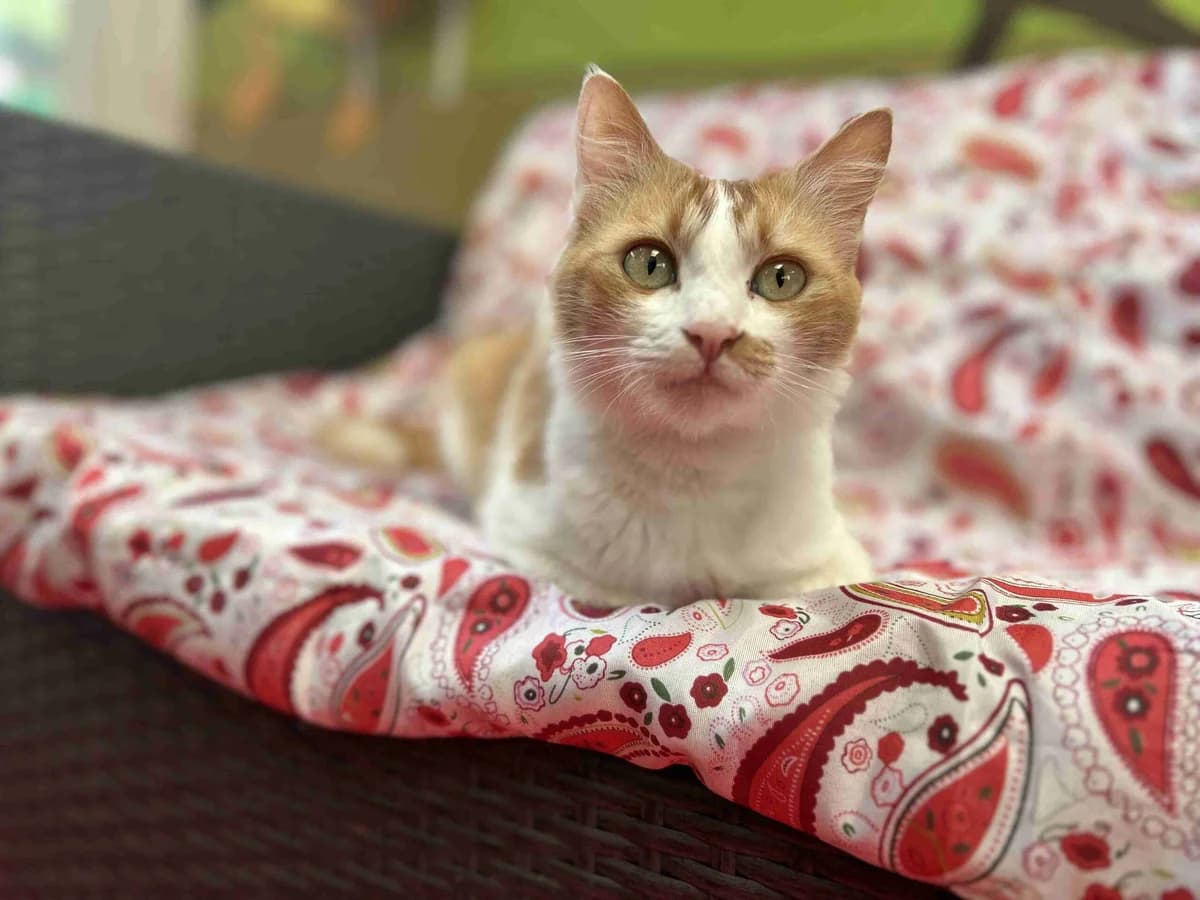 Minette, Rousse et blanche female 6yo European Shorthair for adoption at SPA Lorient, Lorient