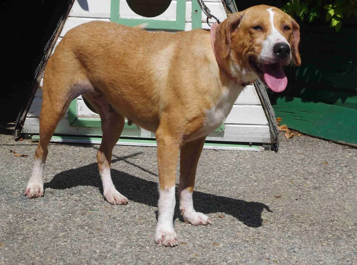 Nala, Marron et blanche female 7yo Beagle for adoption at SPA Lorient, Lorient