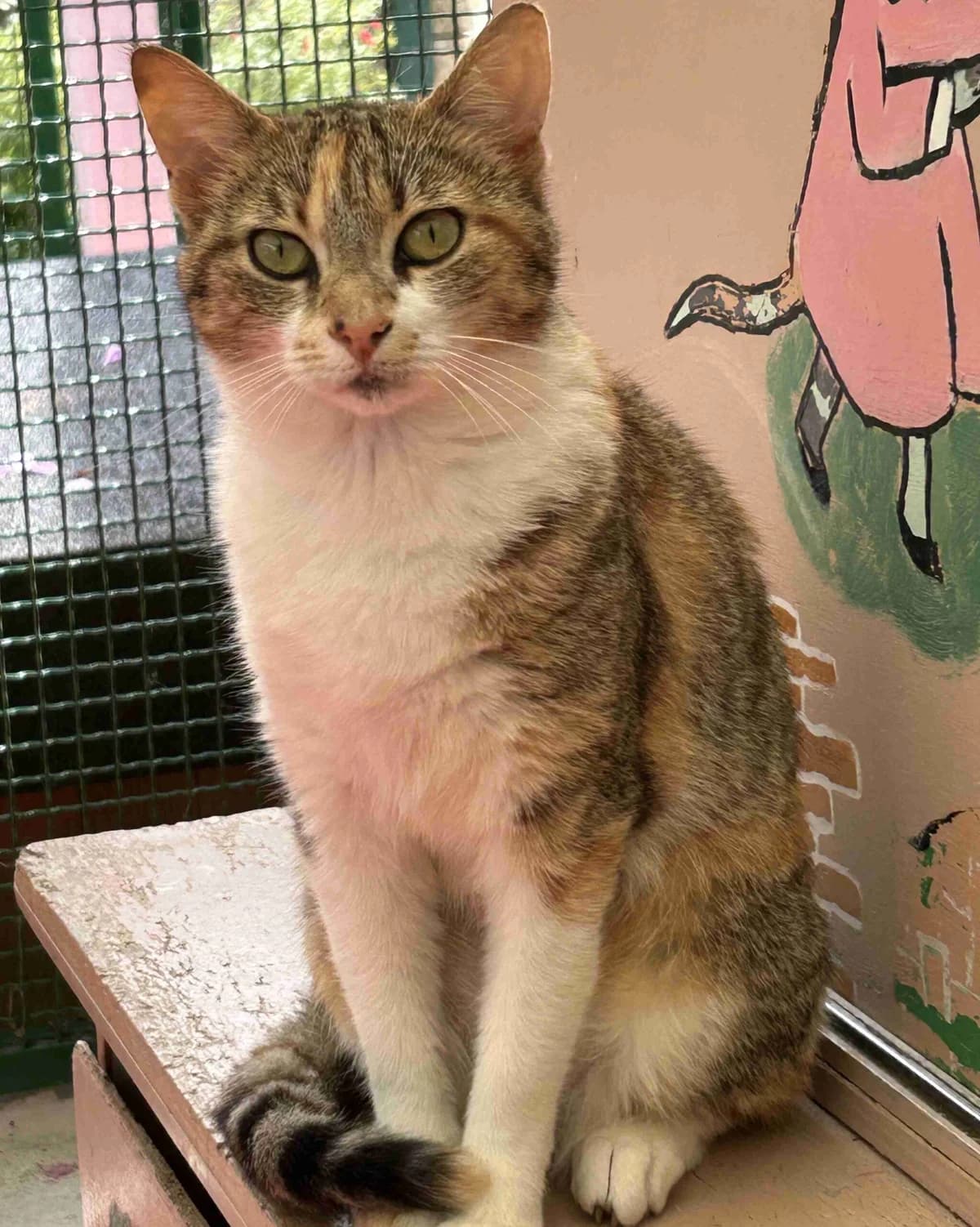 Nina, Tricolore female young European Shorthair for adoption at SPA Lorient, Lorient