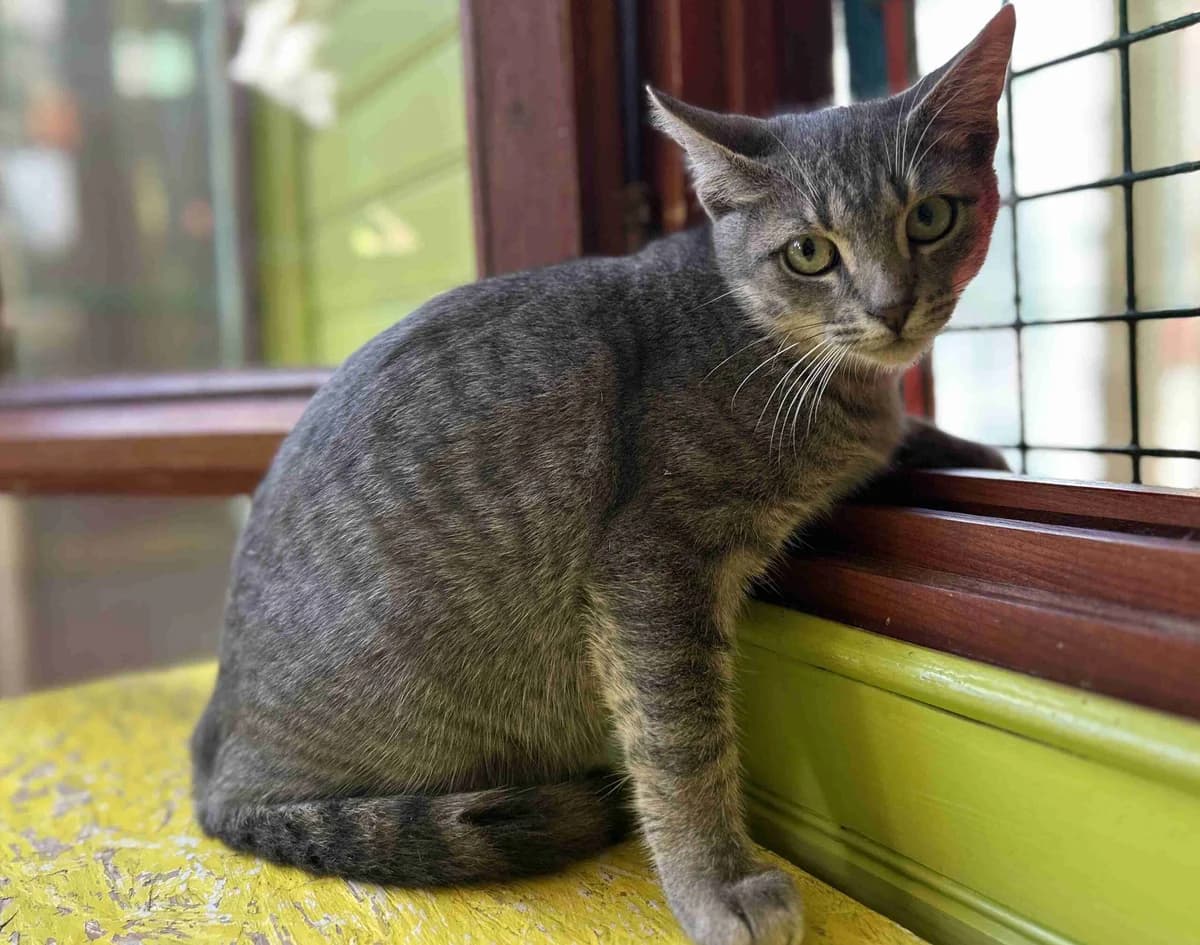 Okay, Gris cendré un peu plus foncé male European Shorthair for adoption at SPA Lorient, Lorient