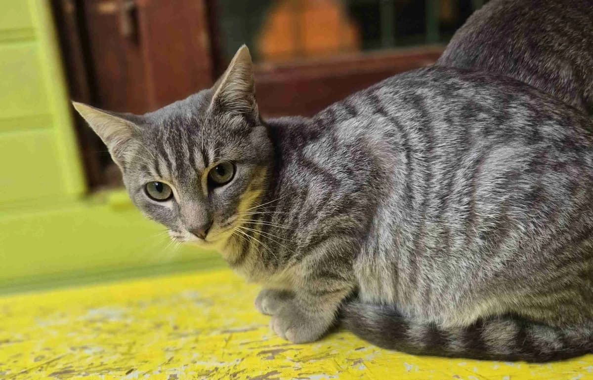 Oky, Gris cendré clair male European Shorthair for adoption at SPA Lorient, Lorient