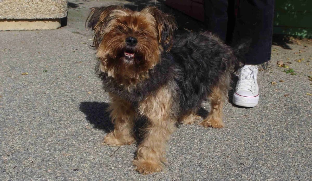 Pépette, Noir et feu female 7yo Yorkshire Terrier for adoption at SPA Lorient, Lorient