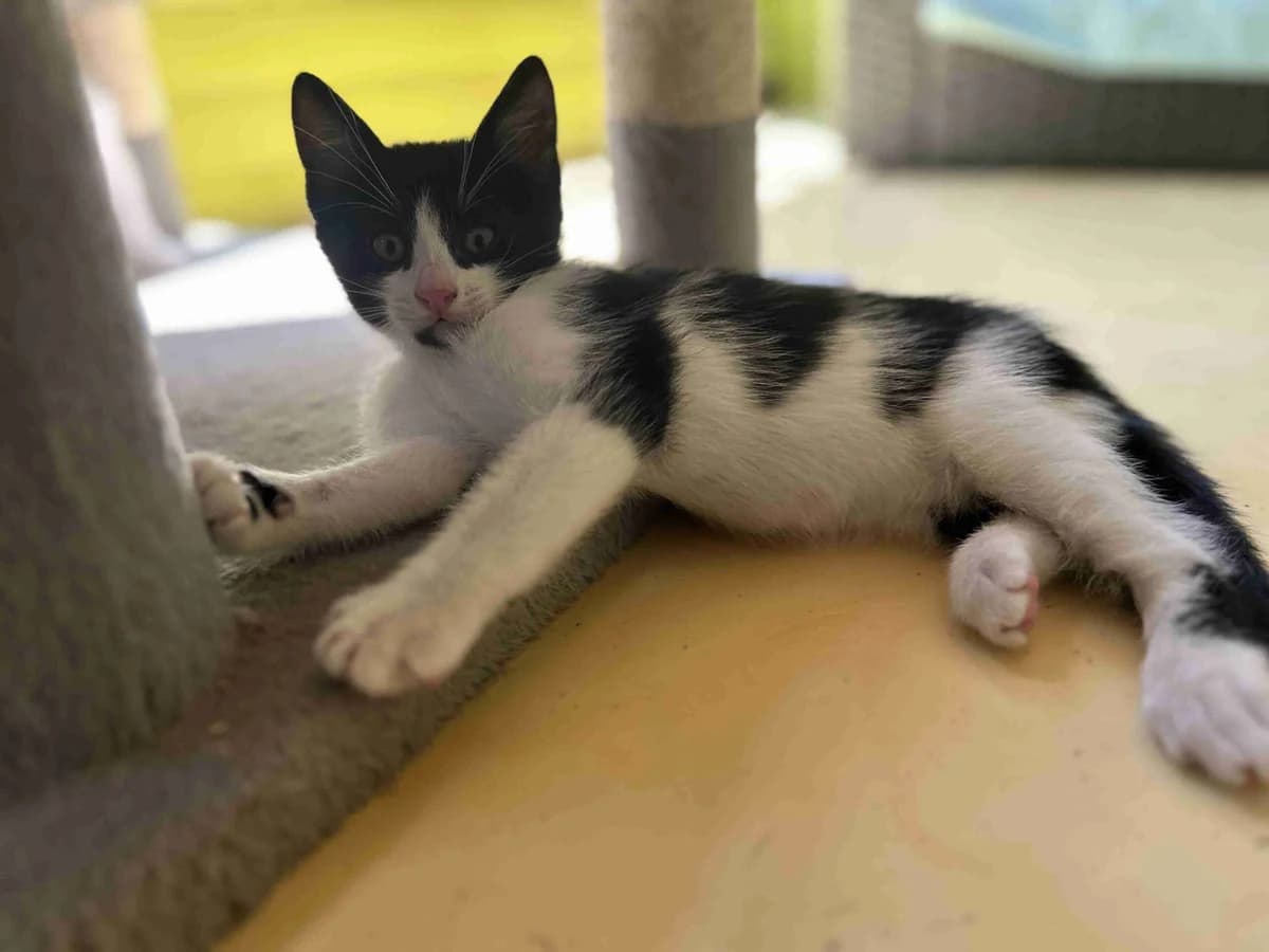 Peppers, Blanc et noir male European Shorthair for adoption at SPA Lorient, Lorient