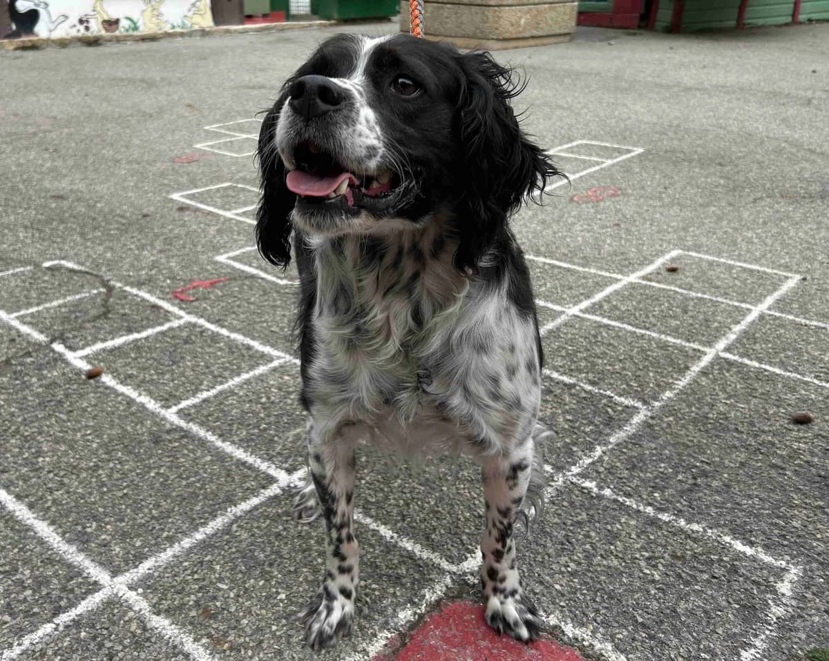 Pirate, Noir et blanc male 7yo Brittany Spaniel for adoption at SPA Lorient, Lorient