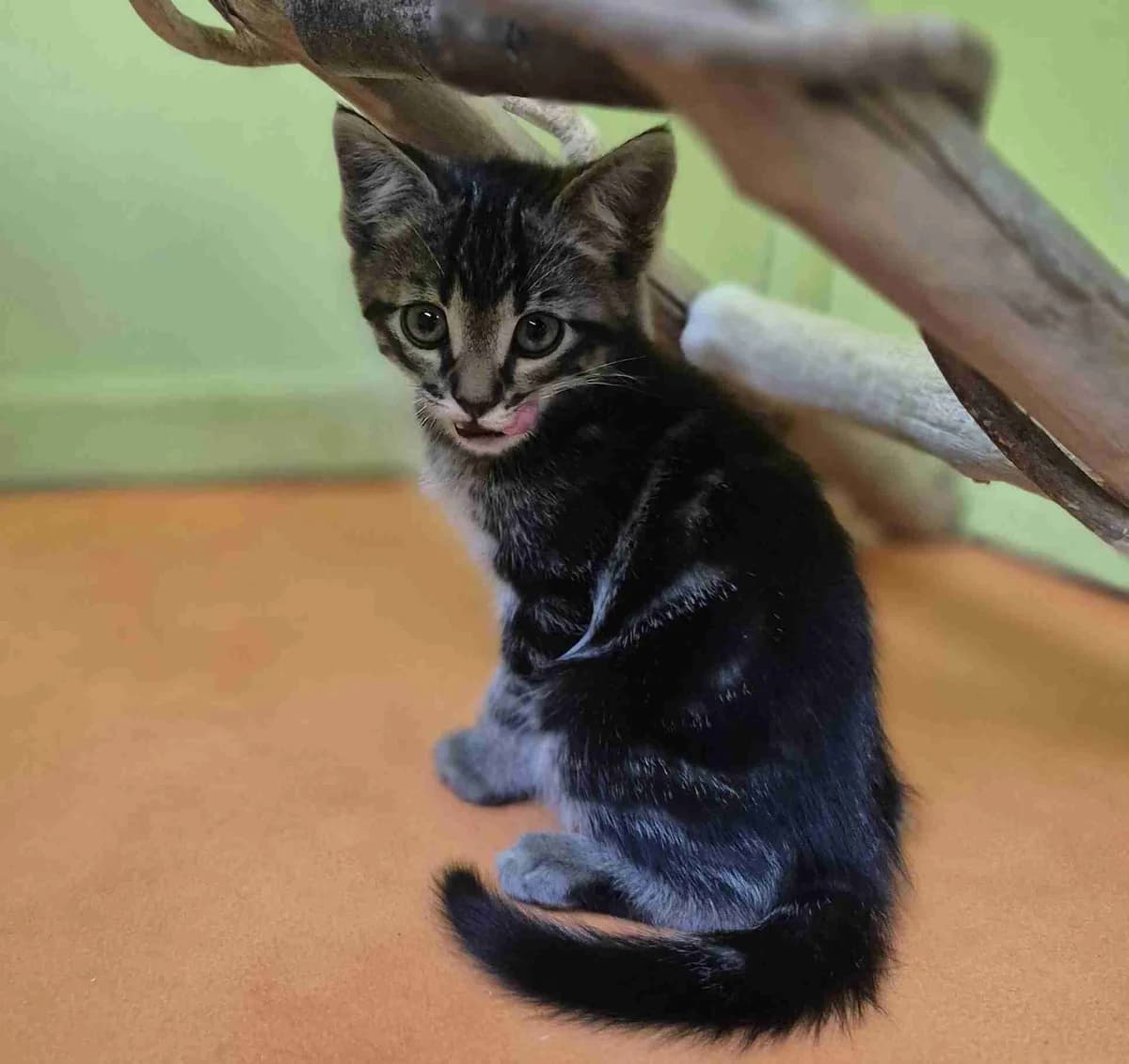Plox, Tigré tabby foncé male European Shorthair for adoption at SPA Lorient, Lorient