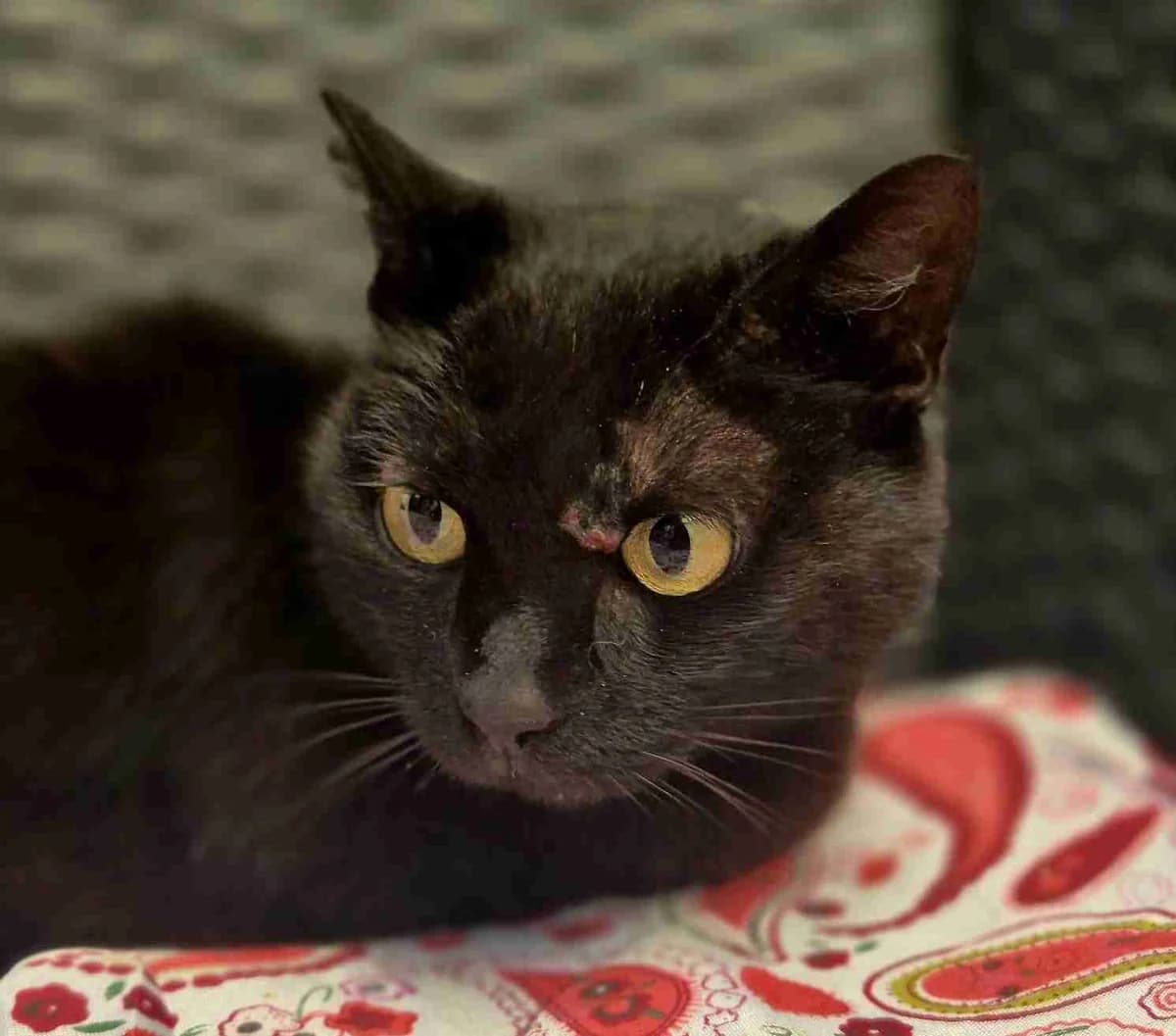 Pochette, Noire female senior European Shorthair for adoption at SPA Lorient, Lorient