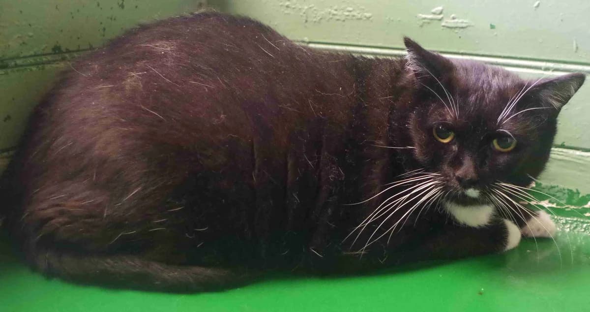 Quicky, Noire et blanche female 6yo European Shorthair for adoption at SPA Lorient, Lorient
